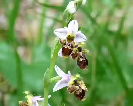 PXL037 ophrys bécasse